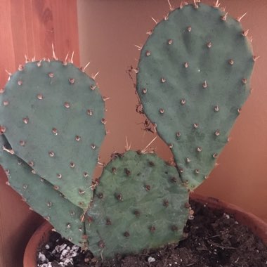 Bunny Ears Cactus