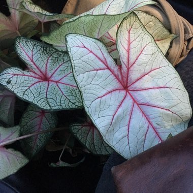 Elephant Ear (Caladium)