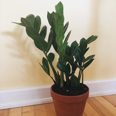 ZZ Plant