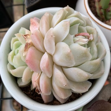 Echeveria 'Elegans Alba'