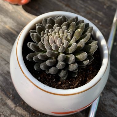 Sinocrassula 'Yunnanensis'