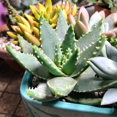 Aloe Brevifolia