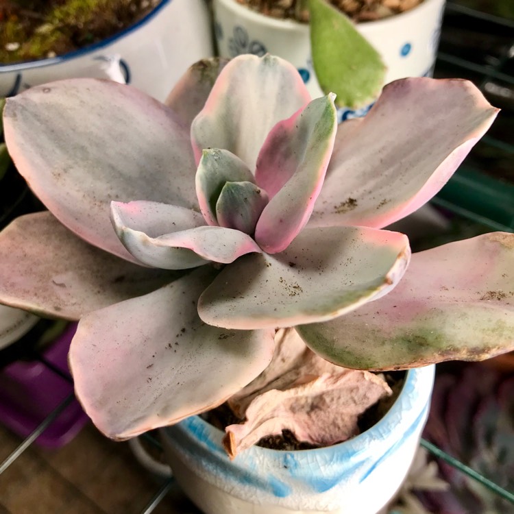 Plant image Echeveria Decora