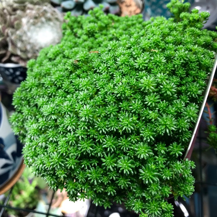 Plant image Sedum lydium