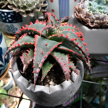 Aloe 'Christmas Sleigh'