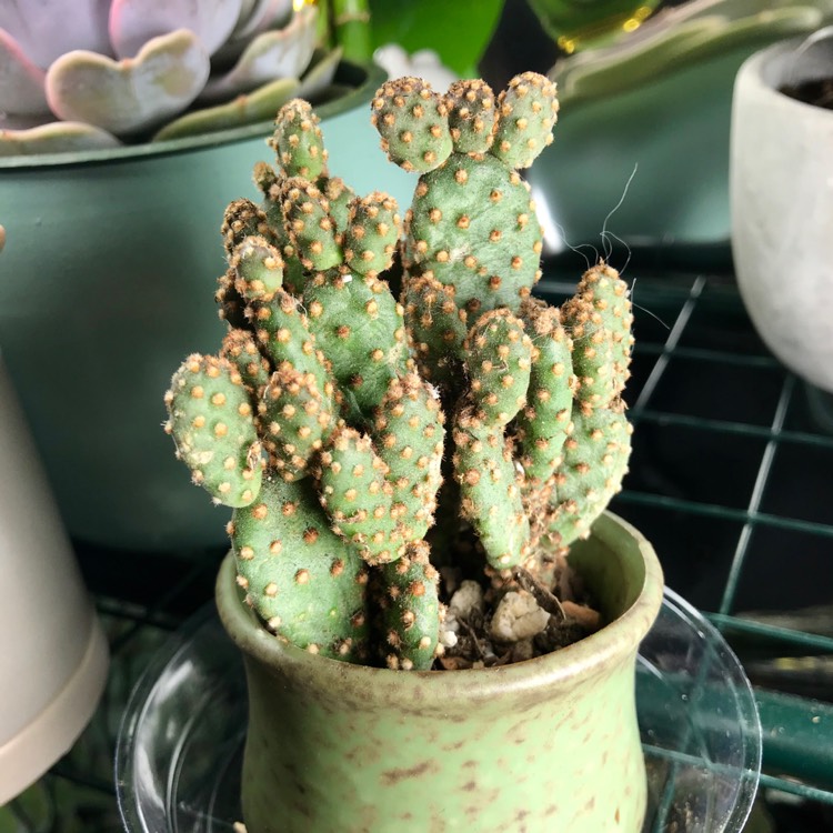 Plant image Opuntia rufida minima 'Monstrose'