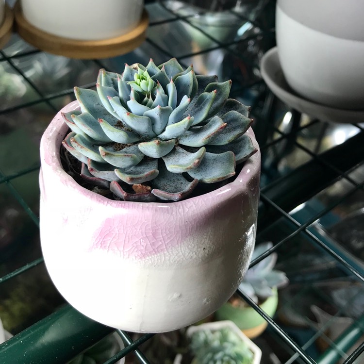 Plant image Echeveria Azulita