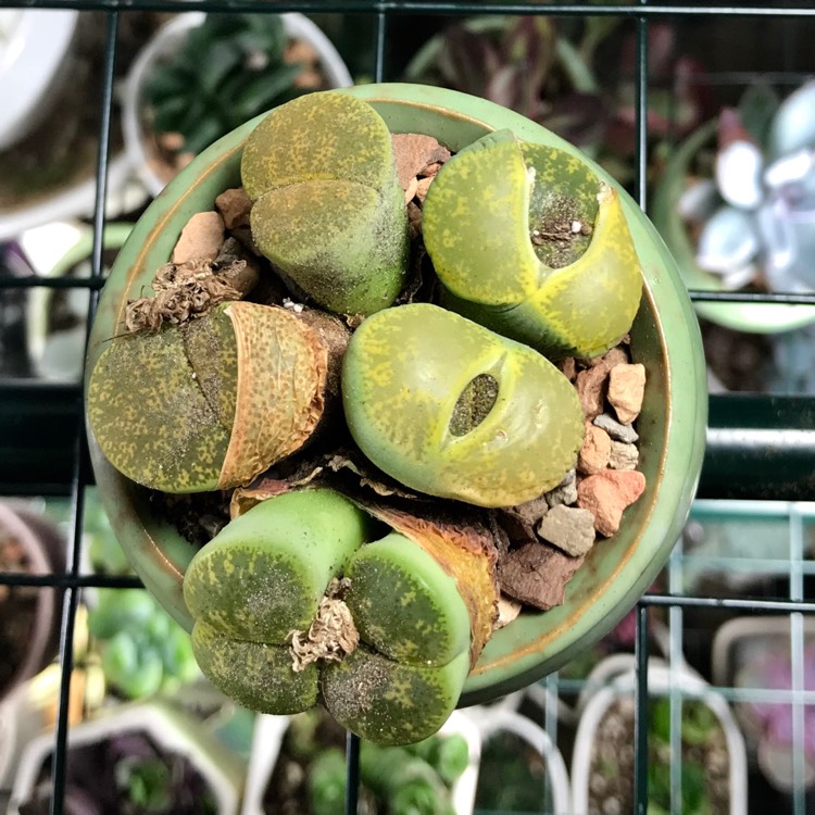 Plant image Lithops Lesliei Albinica