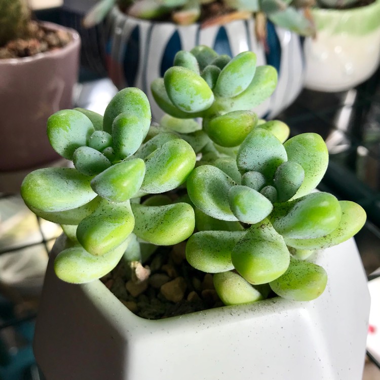 Plant image Sedum treleasei