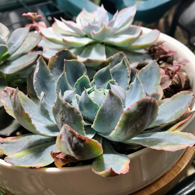 Plant image Echeveria Blue Heron Variegata