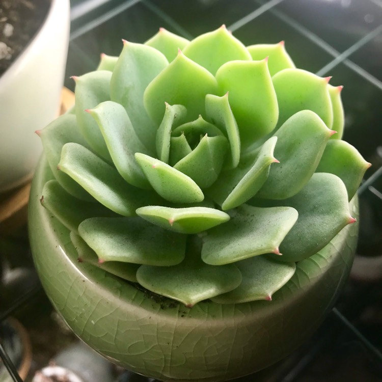 Plant image Echeveria Green Abalone