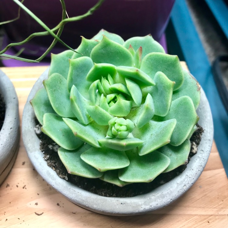 Plant image Echeveria Lime n Chile