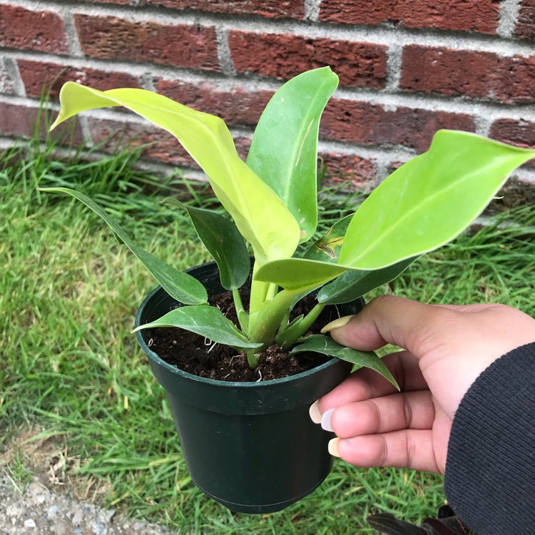 Plant image Philodendron 'Moonlight'