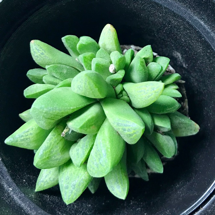 Plant image Haworthia Turgida