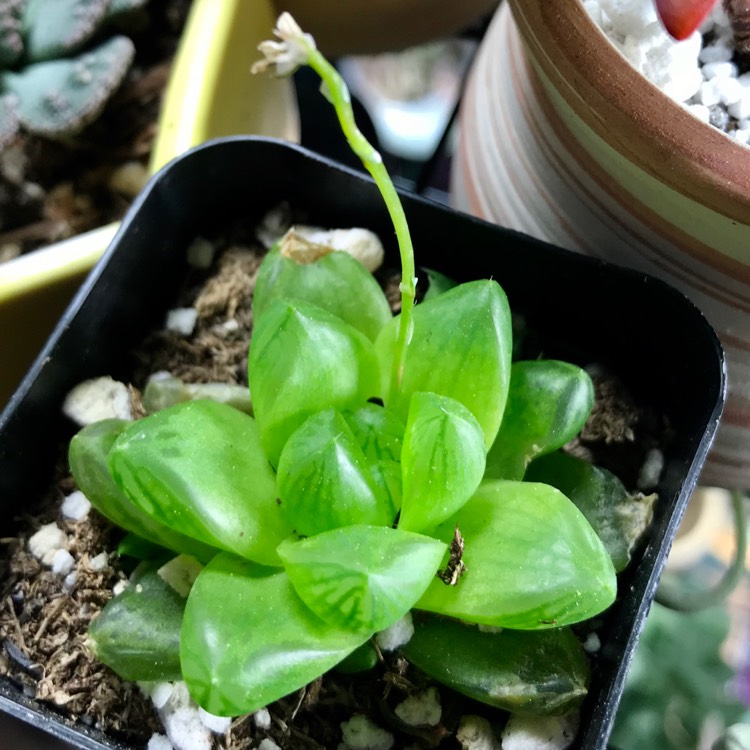 Plant image Haworthia mirabilis