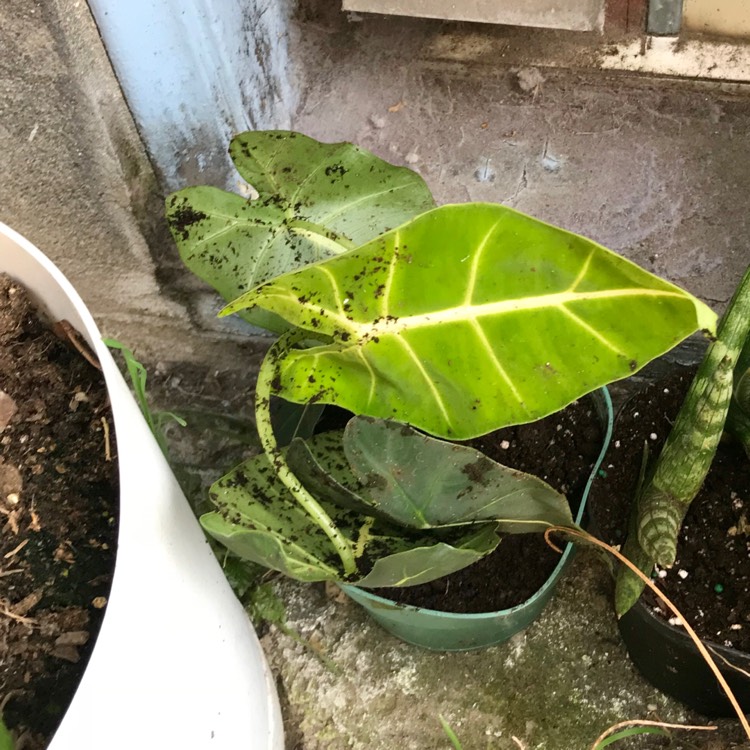 Plant image Alocasia Micholitziana 'Frydek'