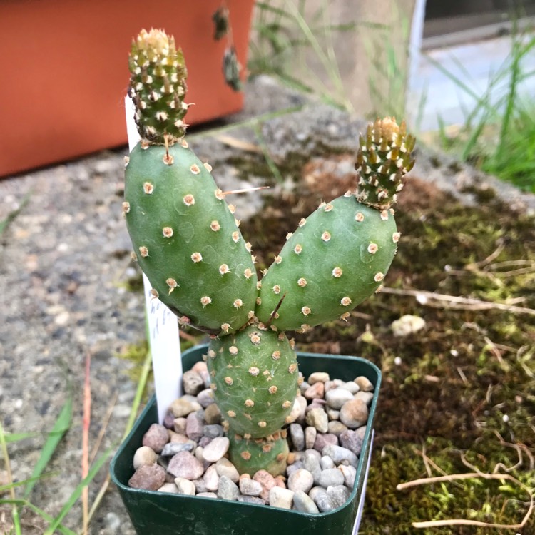 Plant image Opuntia fragilis