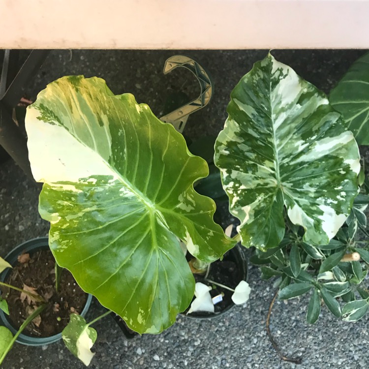 Plant image Alocasia Odora