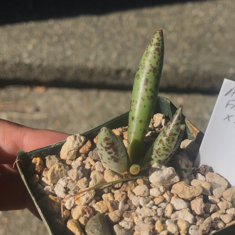 Plant image Adromischus filicaulis subsp. marlothii