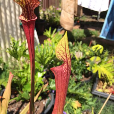 Sarracenia purpurea venosa x 'Blood Moon'