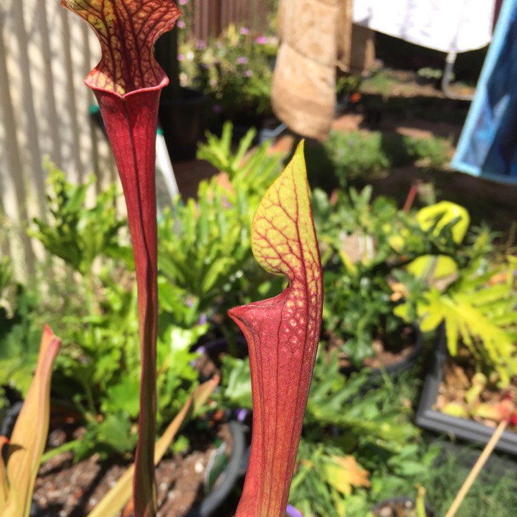 Plant image Sarracenia purpurea venosa x 'Blood Moon'