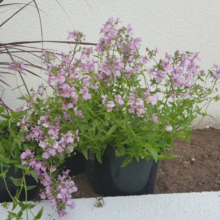 Plant image Nemesia denticulata 'Confetti'