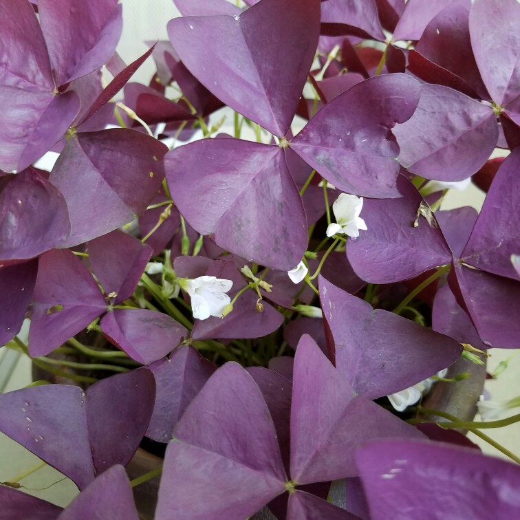 Plant image Hebe 'Purple Shamrock'