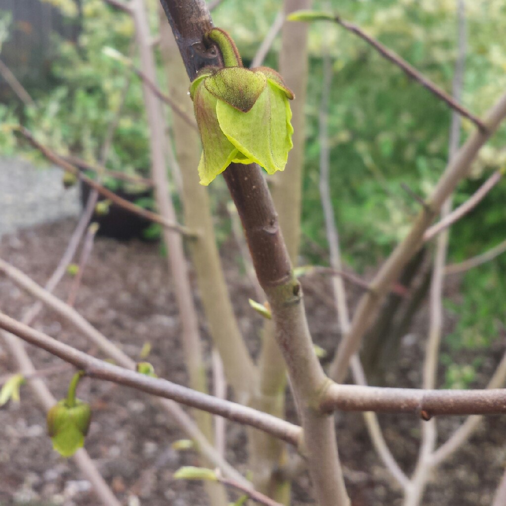 Plant image Asimina triloba