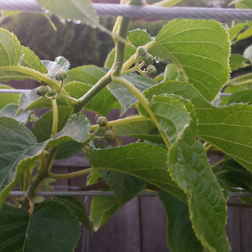 Plant image Actinidia arguta