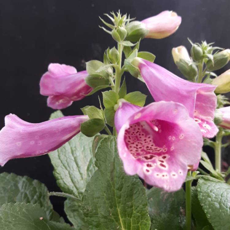 Plant image Digitalis purpurea 'Camelot Lavender'