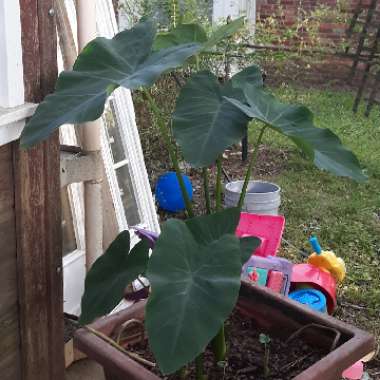 Elephant Ear 'Black Beauty'