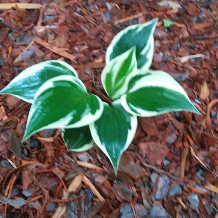 Plant image Hosta 'Brim Cup'