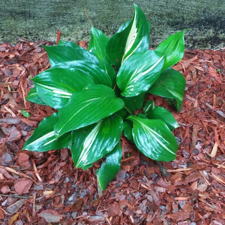 Plant image Hosta 'Cascades'