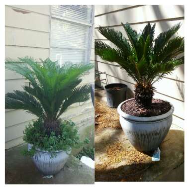 Cycas