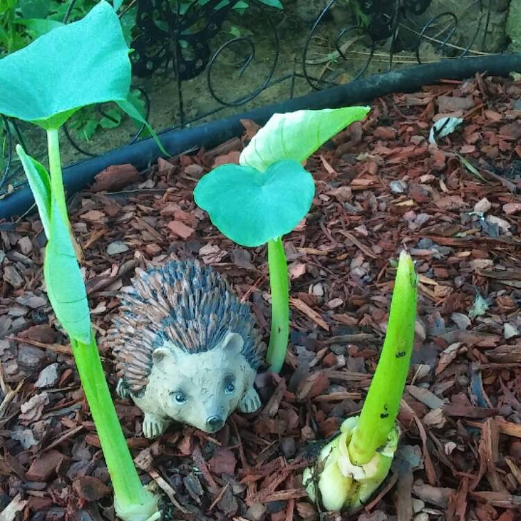 Plant image Alocasia macrorrhizos