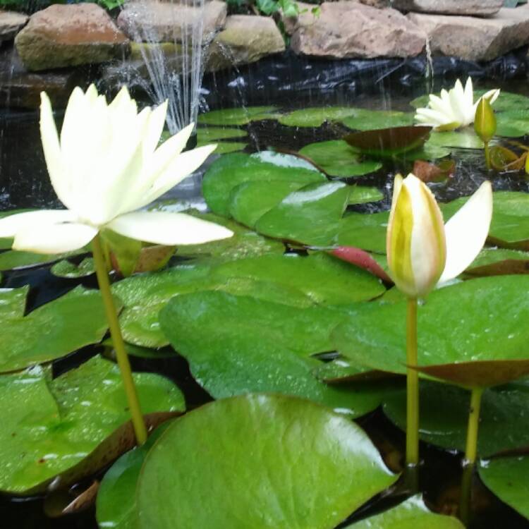 Plant image Nymphaea 'Colorado'