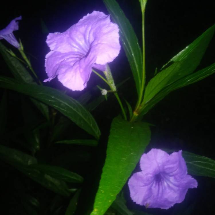 Plant image Ruellia brittoniana 'Purple Showers'