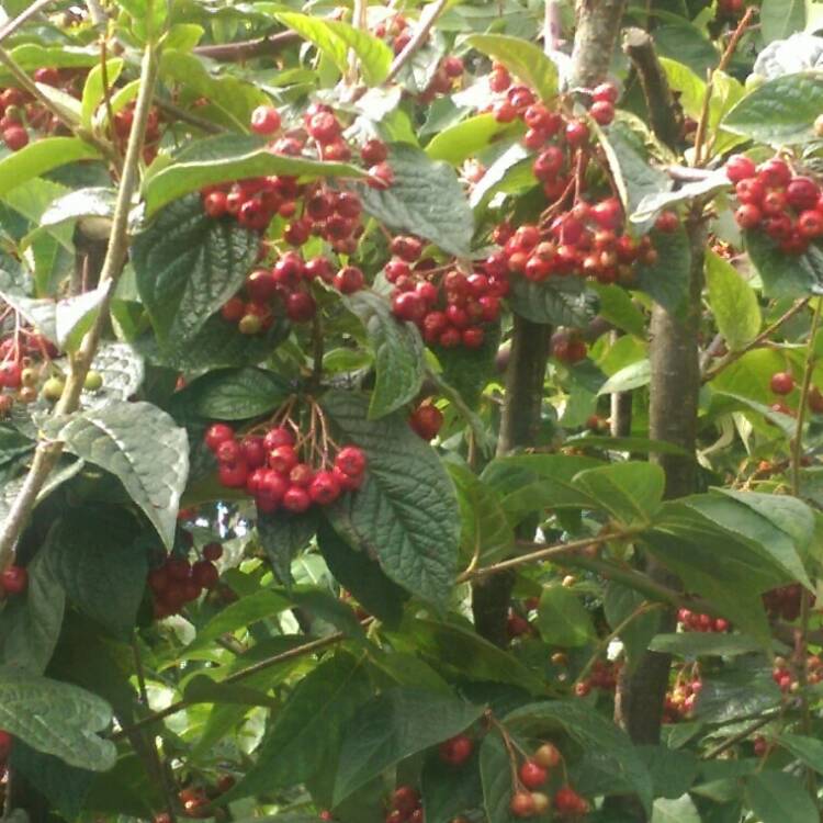 Plant image Cotoneaster atropurpureas 'Variegatus'