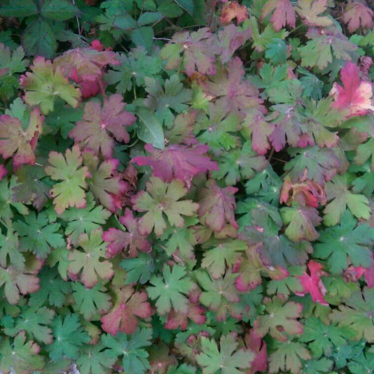 Plant image Geranium macrorrhizum 'Spessart'