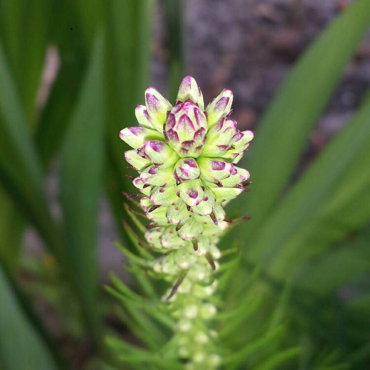 plant image 1001085