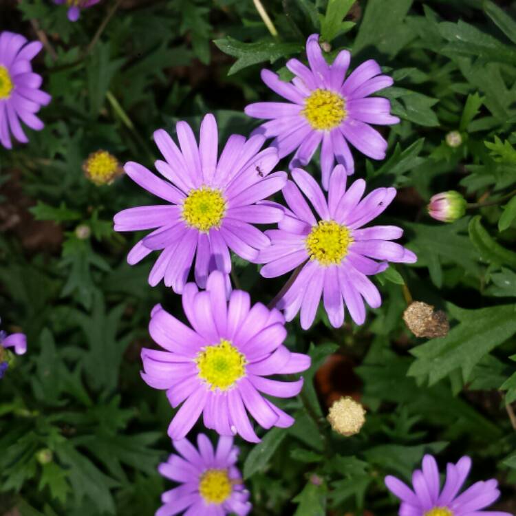 plant image 1001090