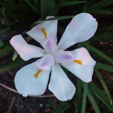 Dietes iridioides syn. Moraea iridioides, Moraea vegeta, Dietes vegeta