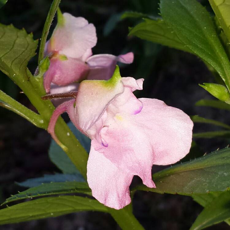 Plant image Impatiens balsamina 'Camellia Flowered'