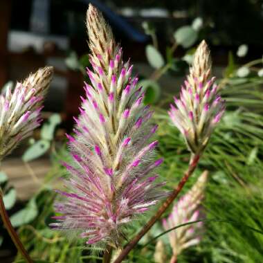 Ptilotus exaltatus 'Joey'