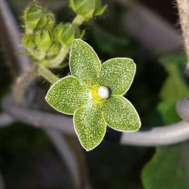 Matelea Reticulata