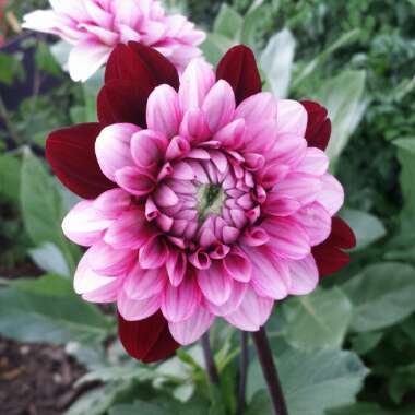 Dahlia