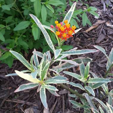 Asclepias curassavica 'Charlotte's Blush'