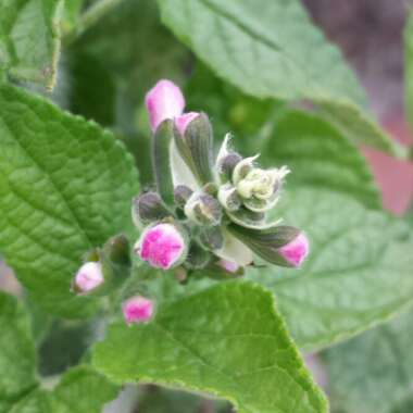 Salvia Coccinea