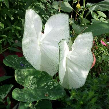 Caladium Candidum 'Moonlight'