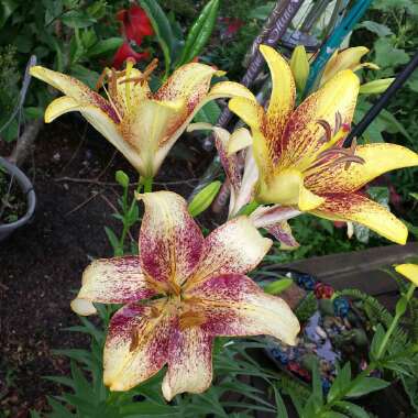 Lilium 'Lionheart'